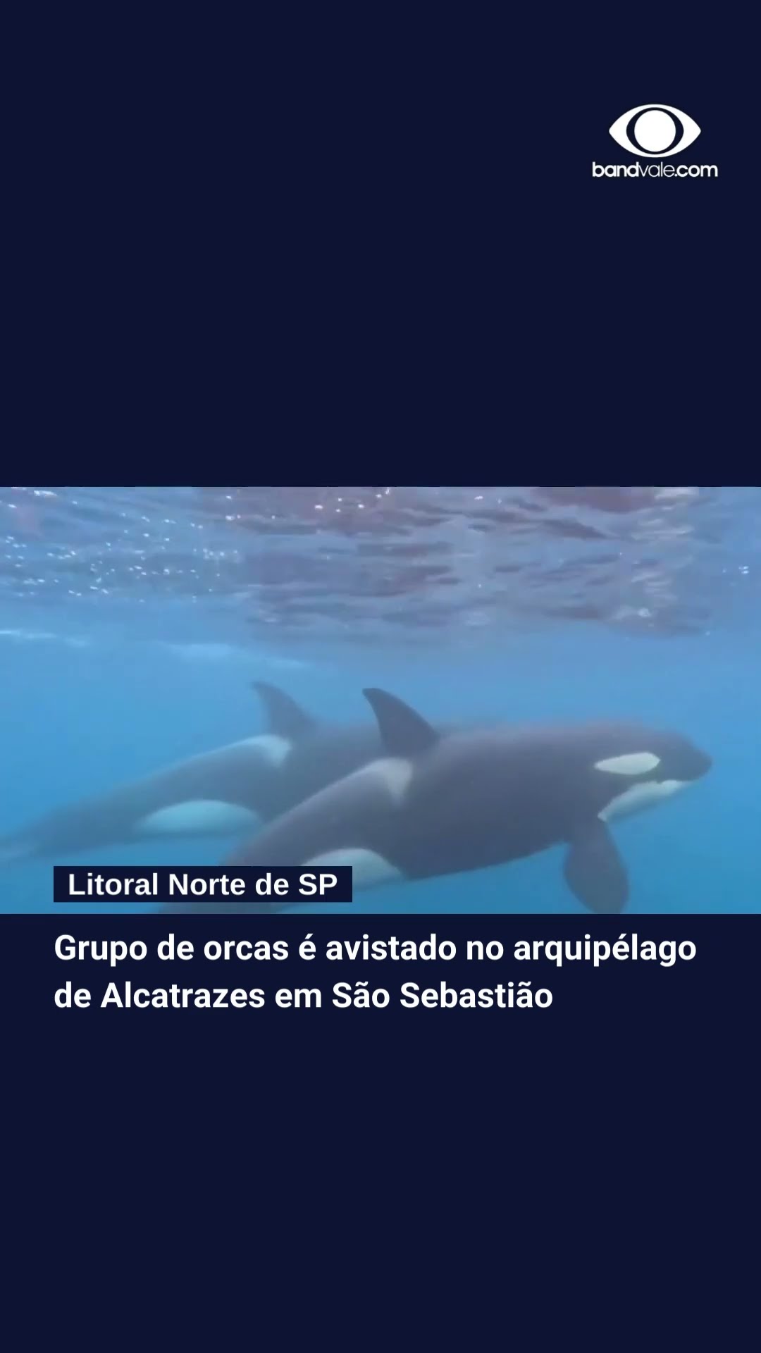 Um grupo de orcas foi avistado no arquipélago de Alcatrazes em São Sebastião #natureza #orcas